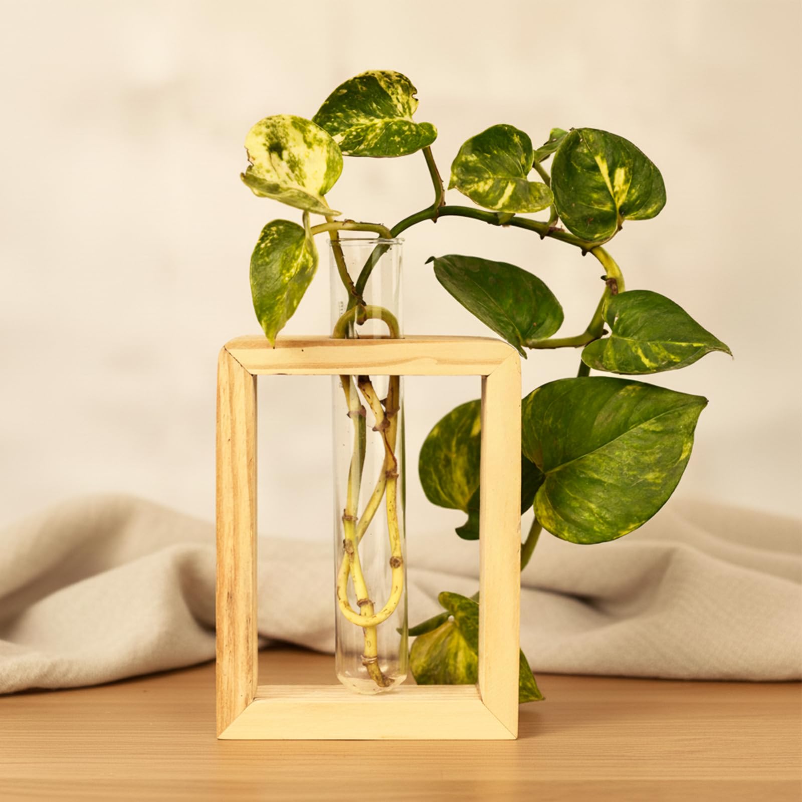 Garden Genie Wooden 1 Glass Test Tube Planter | Pine Wood Table Top Wooden Vase for Home Décor | Modern Flower Vase for Living Room, Bedroom & Office | Small Decorative Planter for Table Decoration-image-25