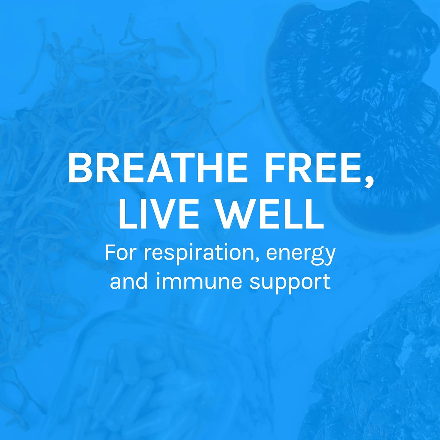 Host Defense, Breathe Capsules, Respiratory Support, Mushroom Supplement with Cordyceps, Reishi and Chaga, Unflavored, 60 : Health & Household
