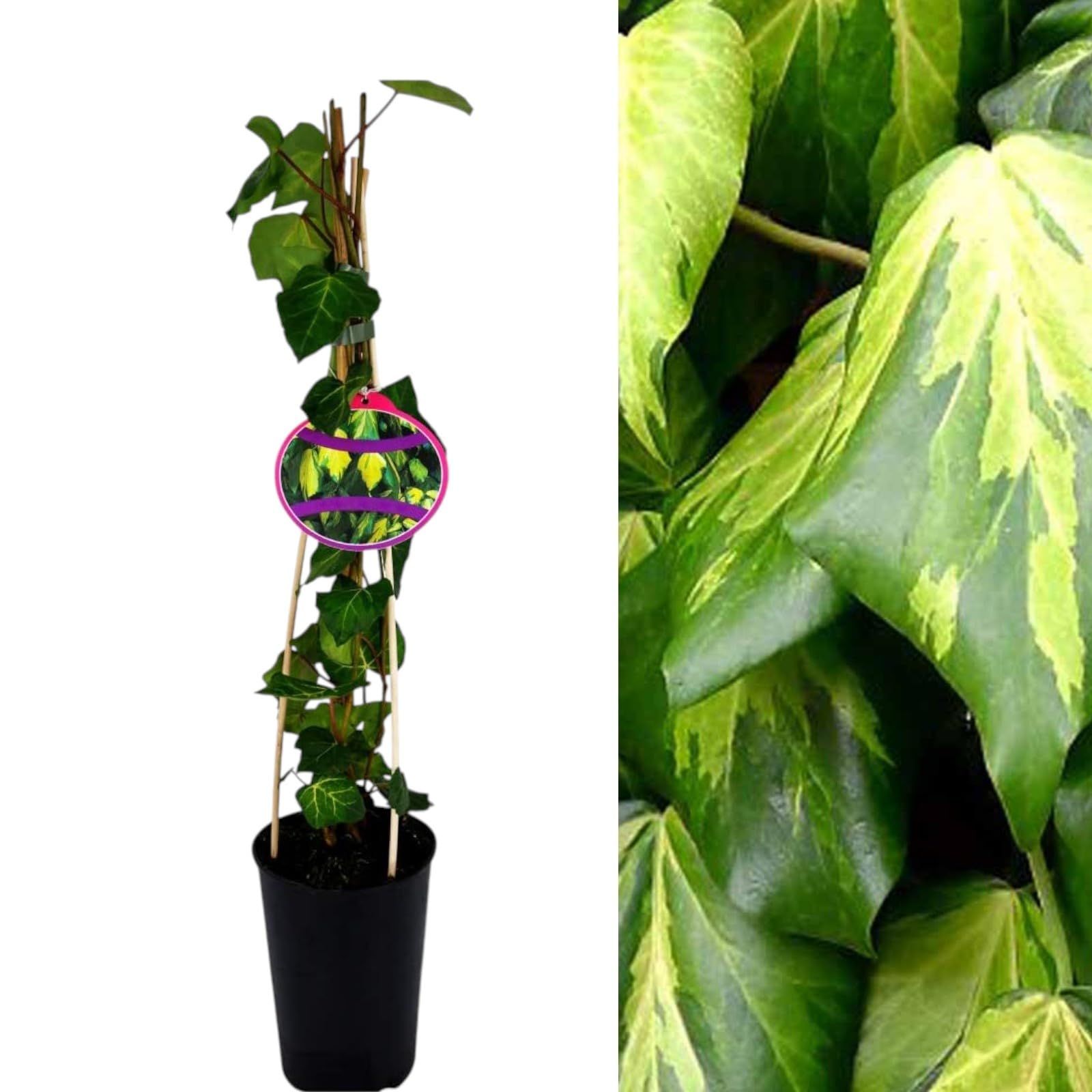 Climbing Ivy Plant Sulphur Heart - Fast Growing - Ideal for Garden Privacy & Screening