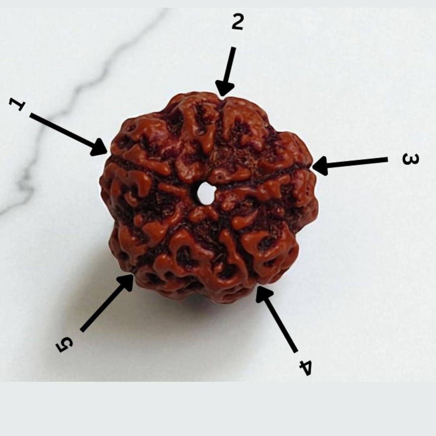 Original 5 Mukhi Rudraksha Bead from Nepal – Five Faced Natural Rudraksh with Lab Certified | Spiritual & Astrological Use | Genuine Elaeocarpus Ganitrus Bead | Unisex for Men & Women - Image 2