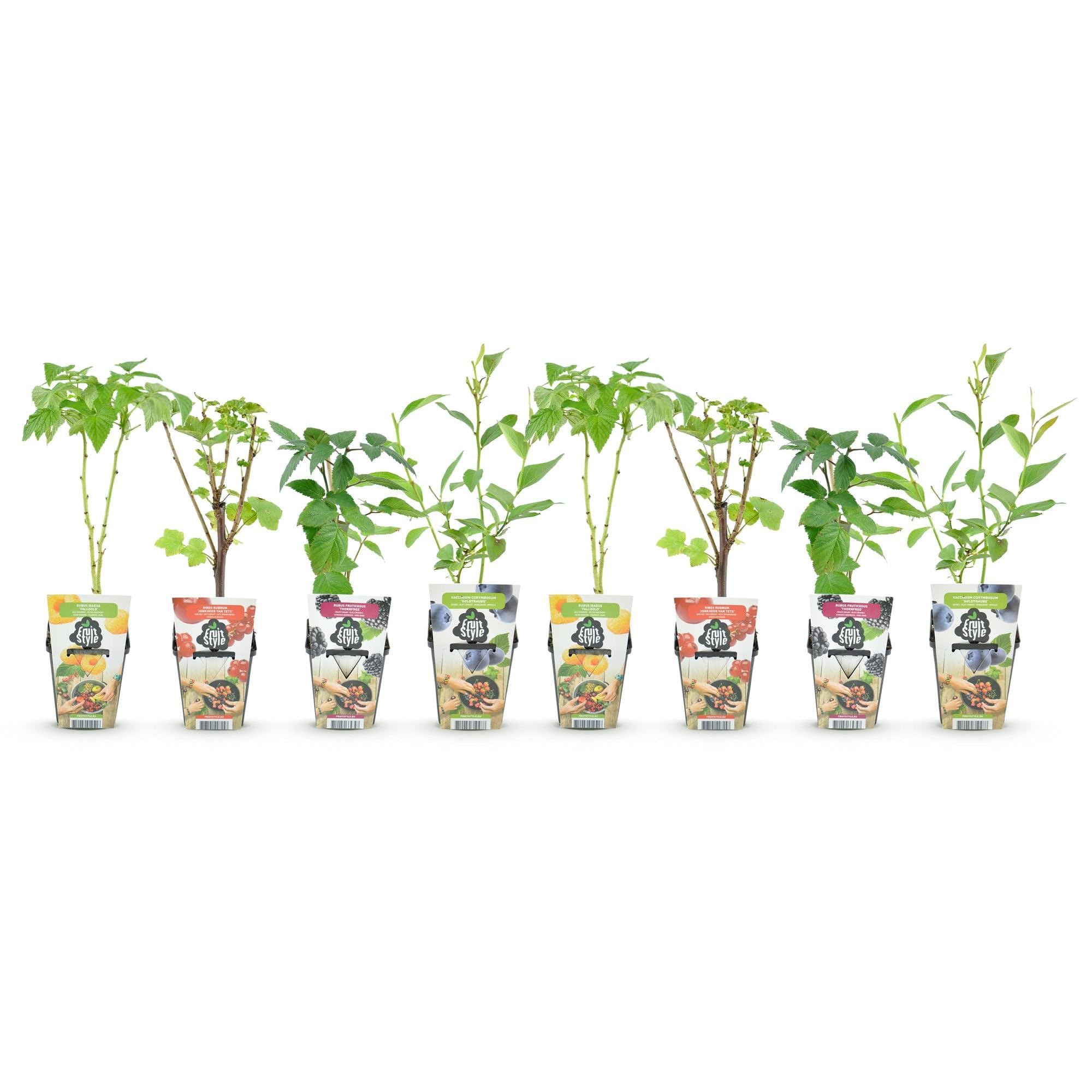 GreenboutiQ - Obstpflanzen - Regenbogen - Rote Johannisbeere - Gelbe Himbeere - Schwarze Brombeere - Blaue Beere - Winterhart - 8 Pflanzen - Topf 9cm