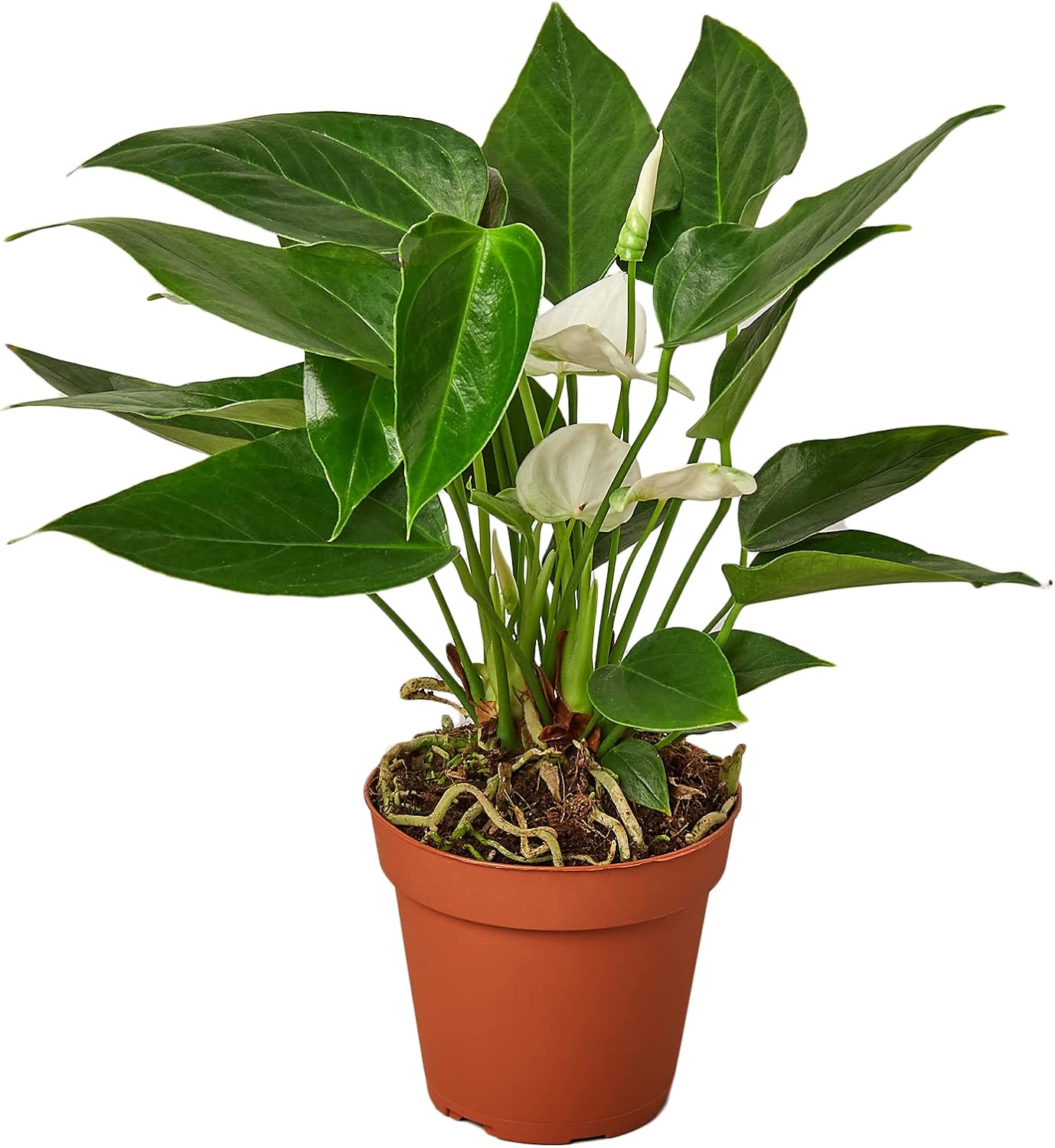 House Plant Shop | Anthurium 'White' - 4inch Pot | Live Indoor Plant | Easy to Care | Natural Décor Plant | Great Gifts| Free Care Guide