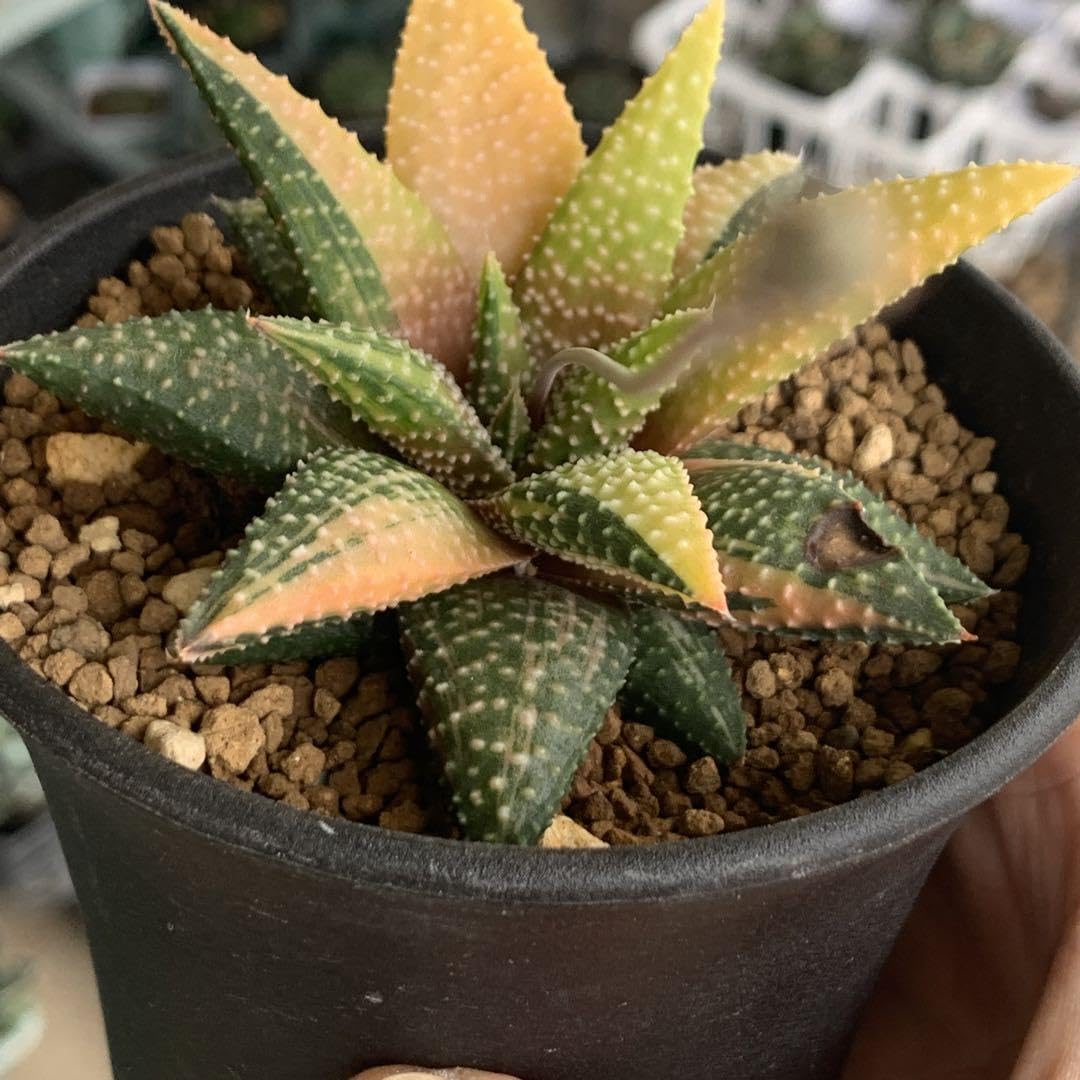 ≧∇≦）多肉植物 ハオルチア マクマトリー ハオルチア マクマトリー