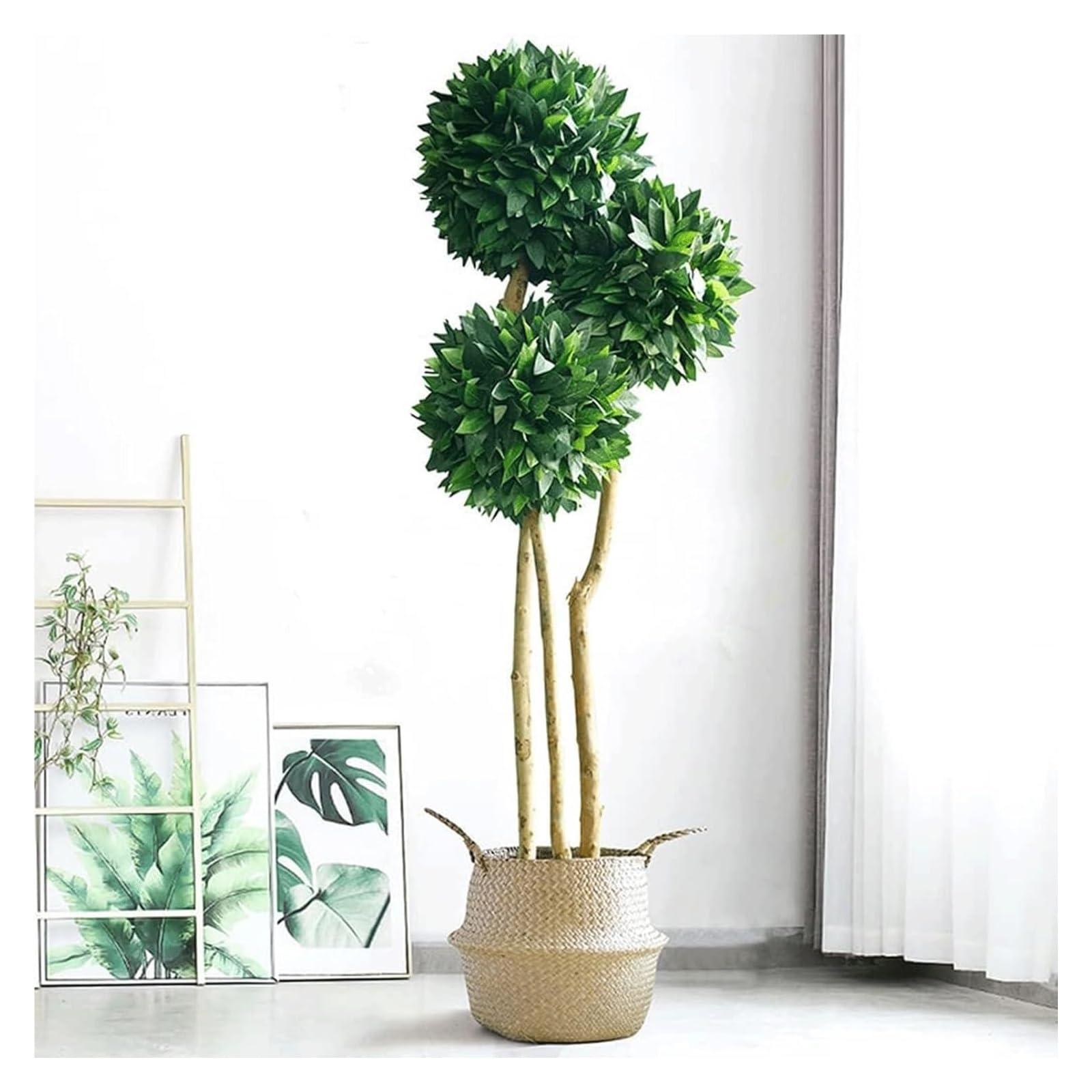 monstera deliciosa outdoors Andersen Farms Philodendron Monstera Live Plant Indoor/Outdoor in 10 in Plastic Grower Pot main image 0