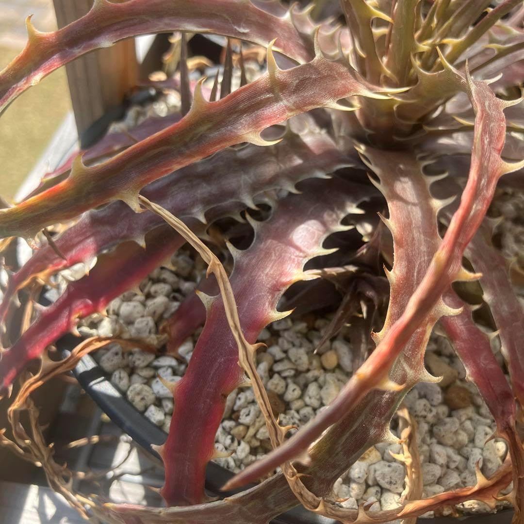 ディッキア dyckia アンダマン samed rtp 親株 子株つき Dyckia 'Samed