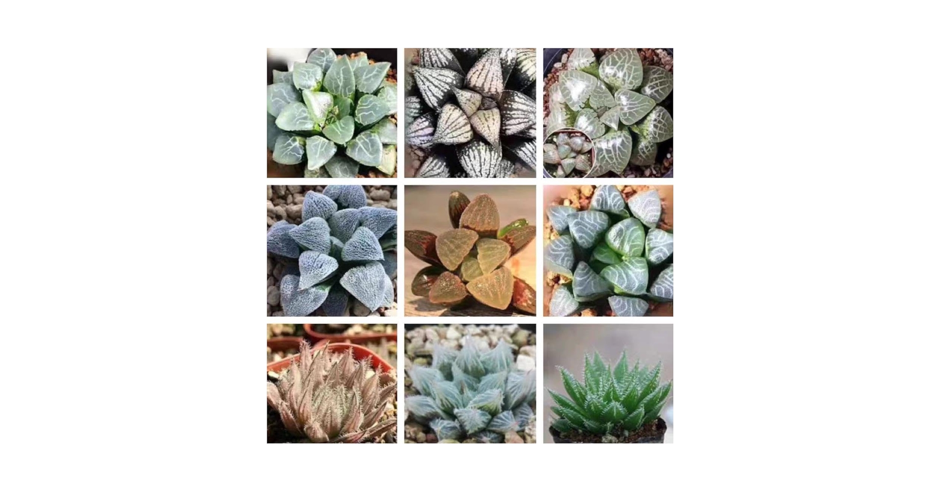 Amazon.co.jp: 多肉植物 ハオルチア種子ミックス 30粒(+α) レア品種