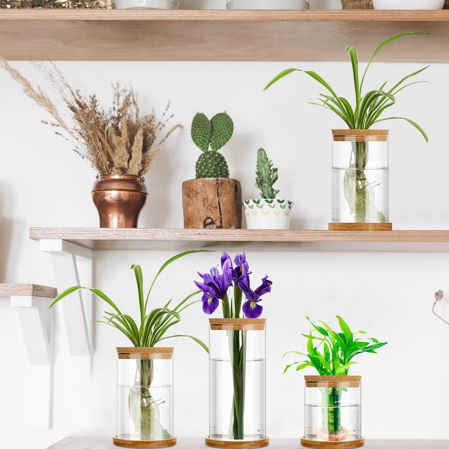Maxcheck 3 Pcs 3 Sizes Plant Propagation Station Separated Glass Plant Terrarium Water Hydroponic Planter Holder with Lid and Wooden Stand Propagation Vase Pot for Home Indoor Office(Common Sizes)