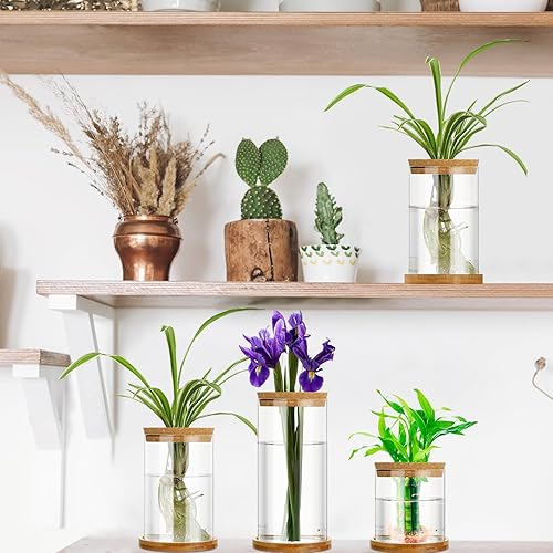 Miniatura 6 de 3 unidades de 3 tamaños de estación de propagación de plantas separadas de vidrio para plantas terrario de agua hidropónica con tapa y soporte de