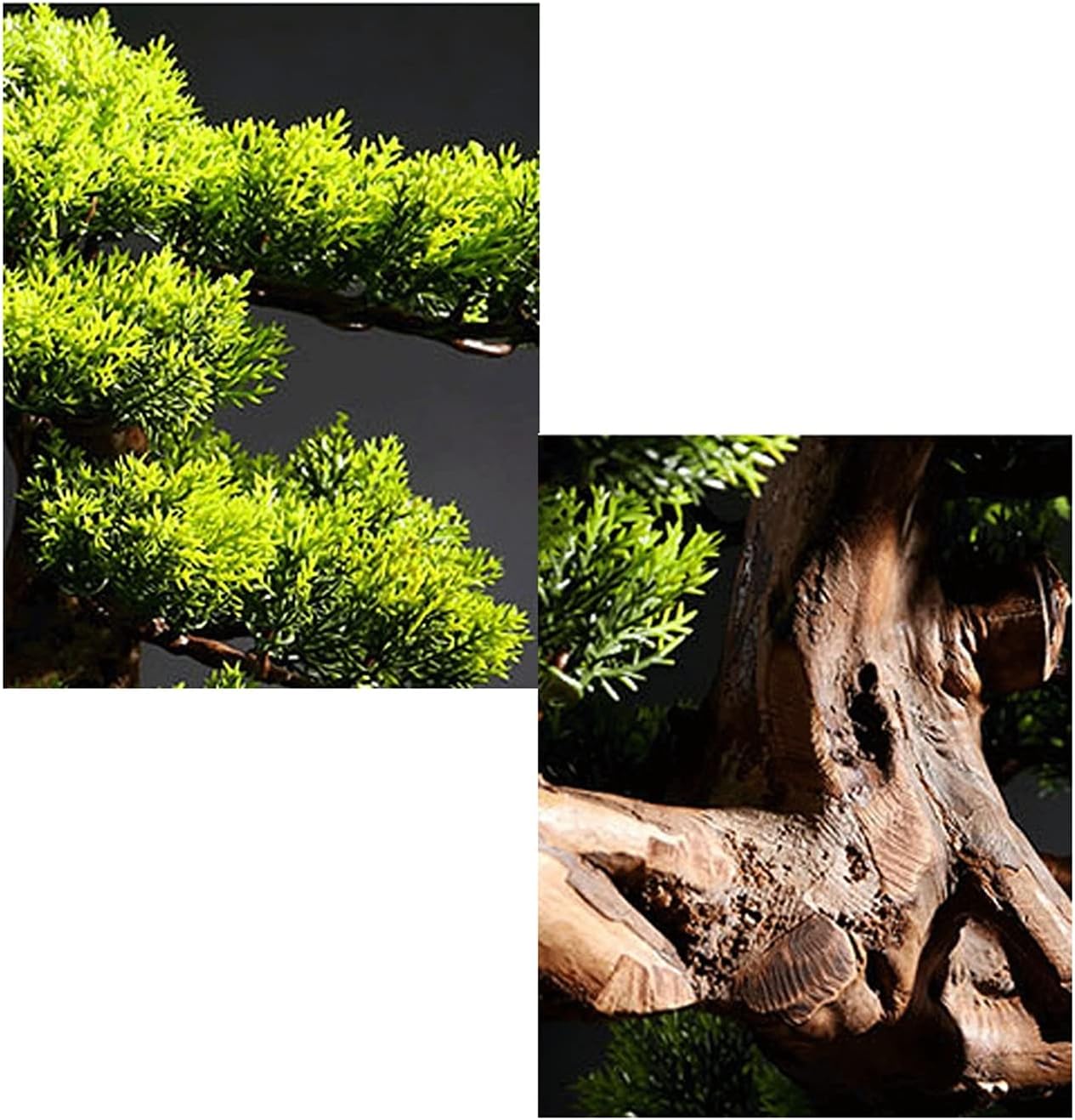 赤松 [文人木] 中品盆栽 赤松 [文人木] 中品盆栽 赤松 文人木 中盆栽