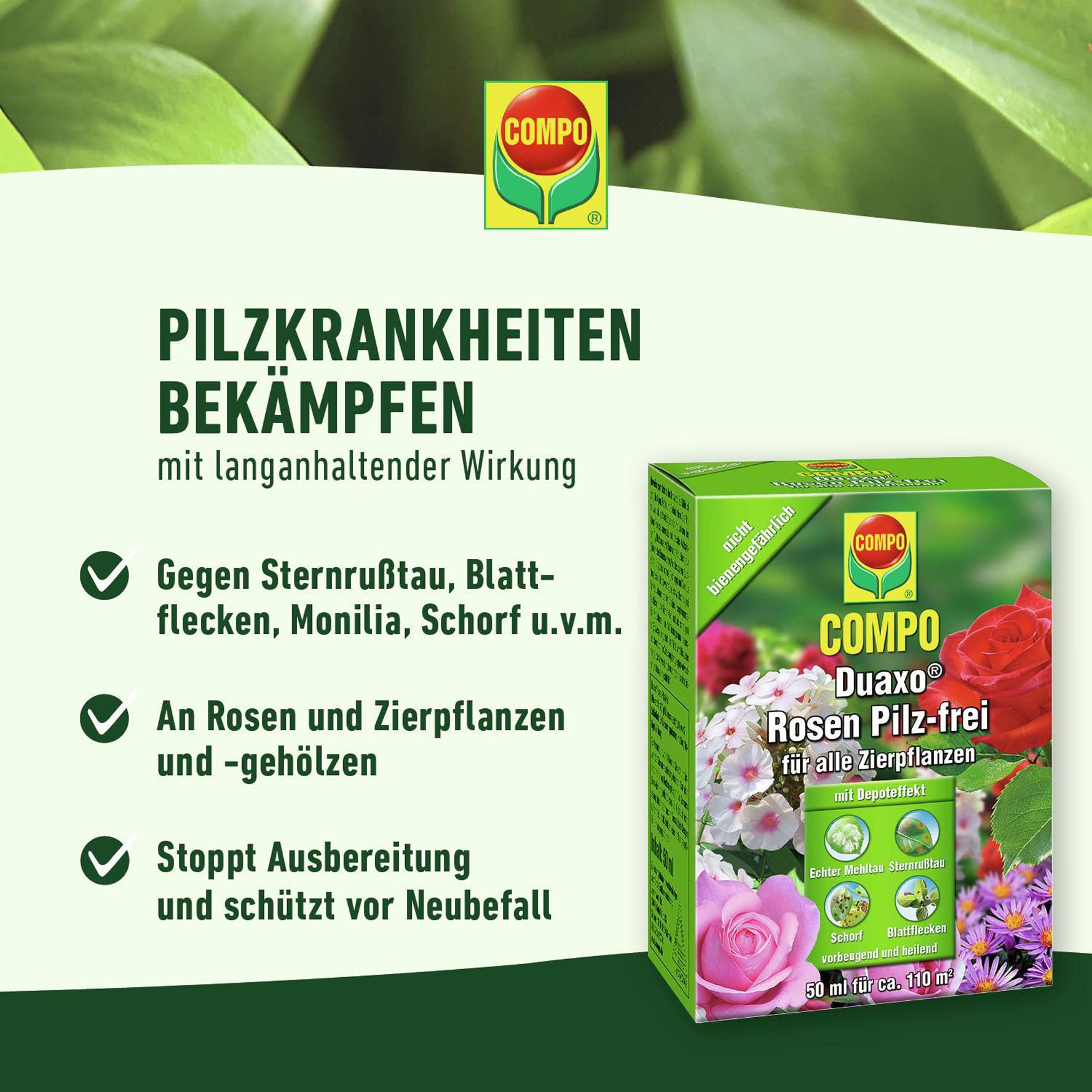 sedum saatgut Sedum Samen Auffllige Fetthenne Krutersamen  Pure Asia Seeds
