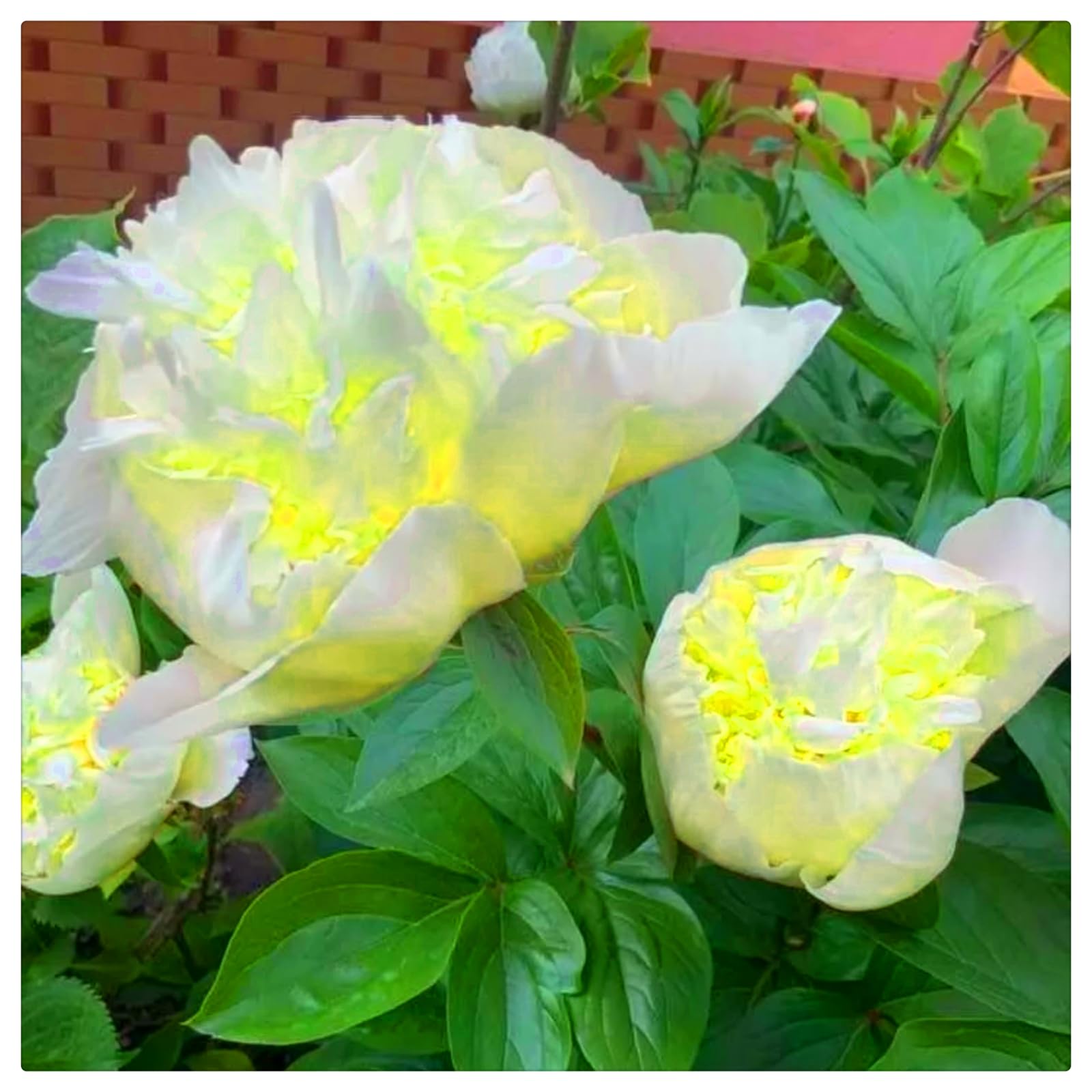 Perennial, Brilliant Peony Bulbs,for Stunning Garden Displays-5 Bulbs-D