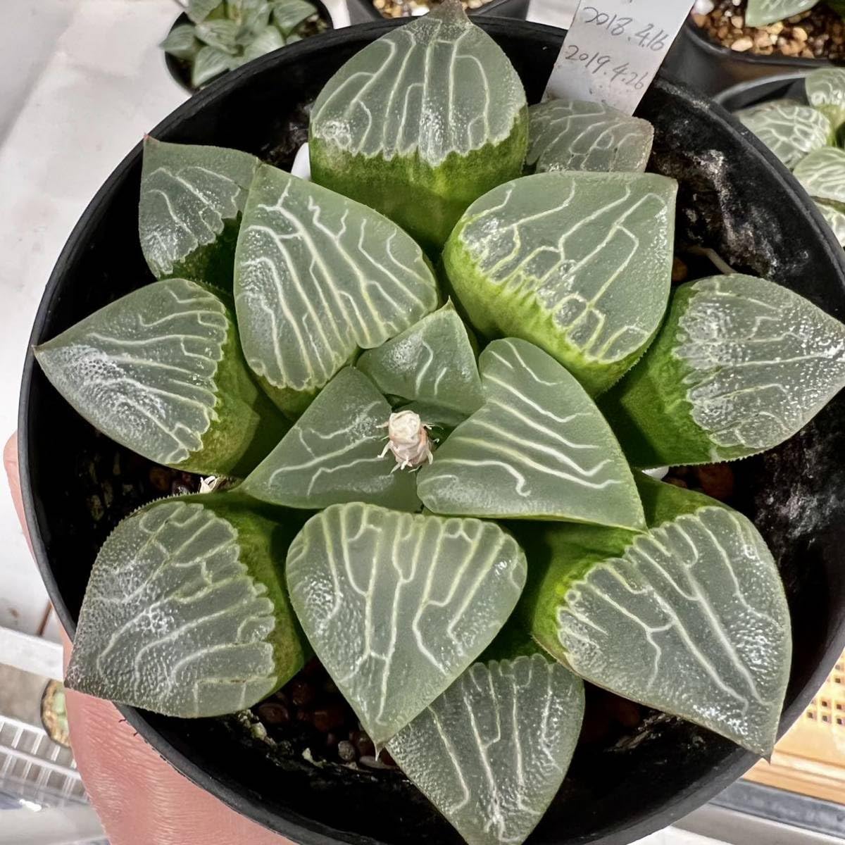 令和５年自宅産ハオルチア種子^ ^ Amazon.co.jp: 令和5年採る ハオルチア 自宅実生コレクタx玉鈴瓏