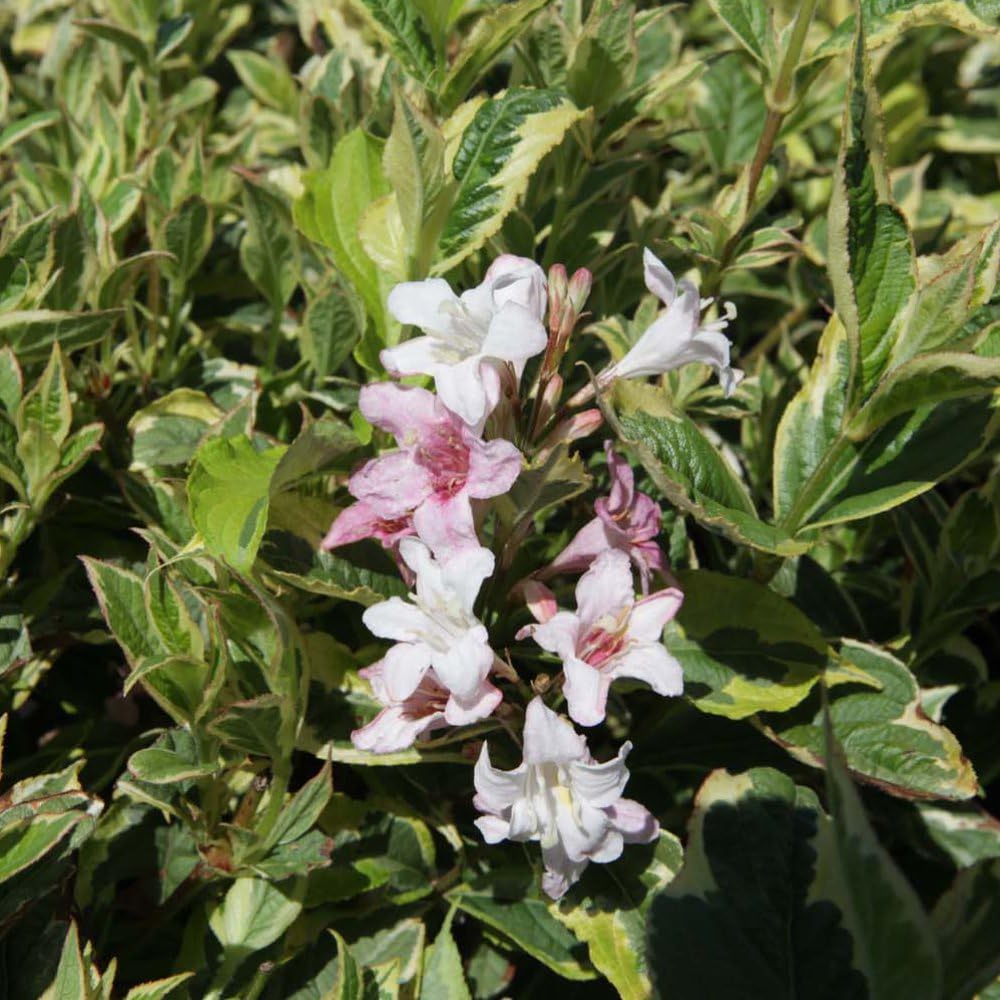 Weigela 'Nana Variegata' - Compact, Long-Lasting Rosy-Pink Flowers, Perfect for Borders and Patio Pots - 2X 3.5 Litre Potted Plant by Thompson & Morgan