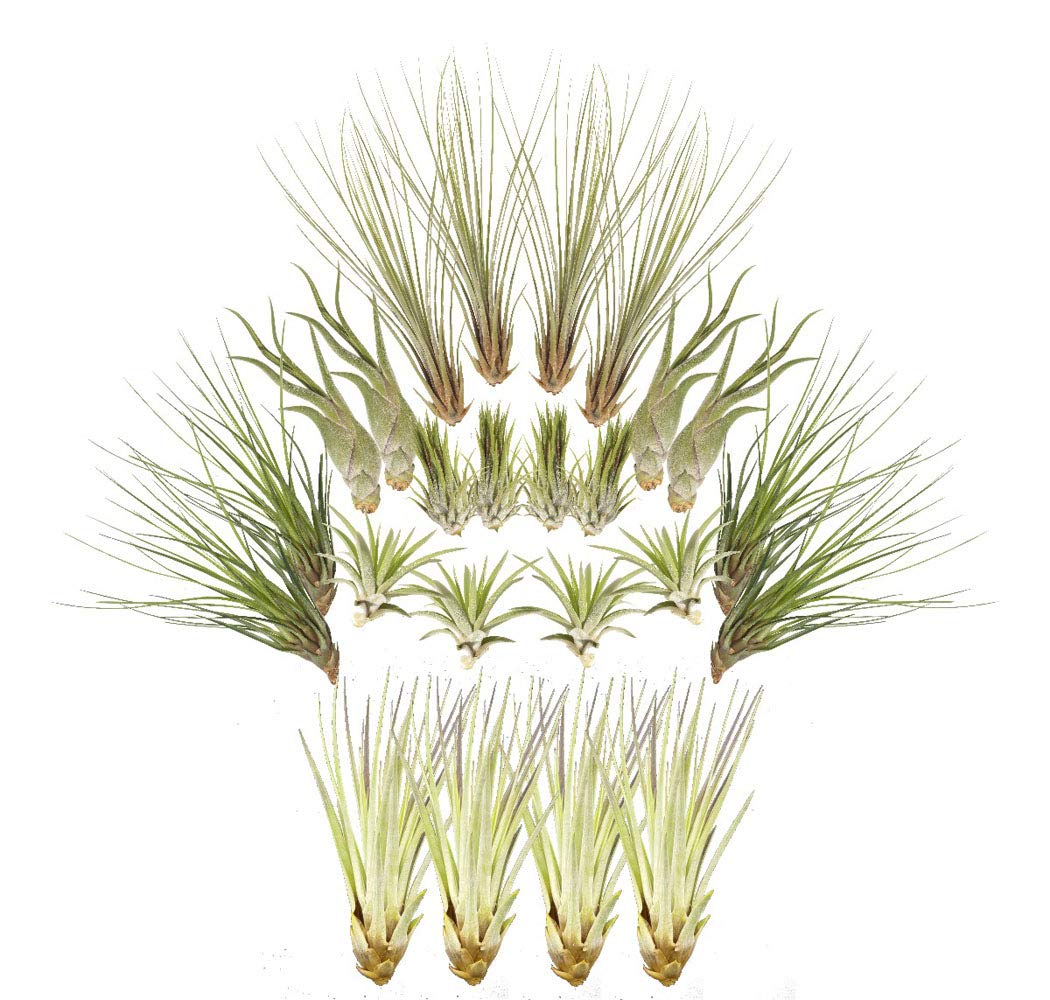 Set of 24 Tillandsias, Air Plants