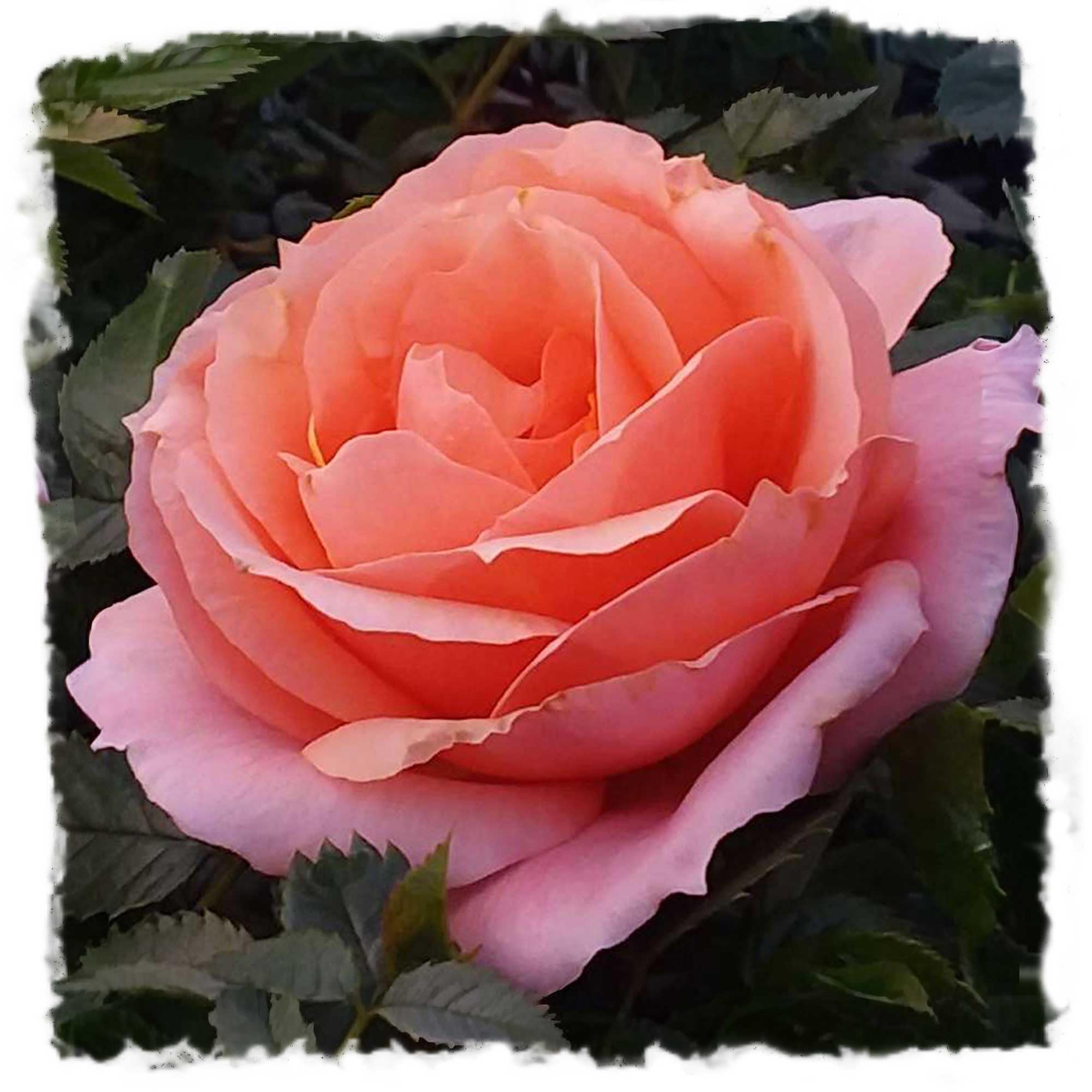 Apricot Candy Rose