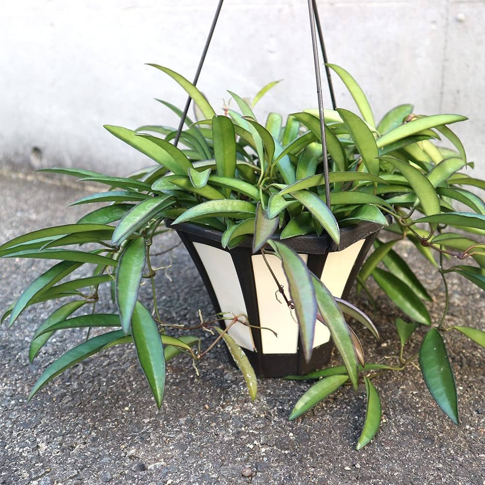 Amazon｜ホヤ(桜ラン)・ロンギフォリア 吊鉢5号鉢【品種で選べる観葉