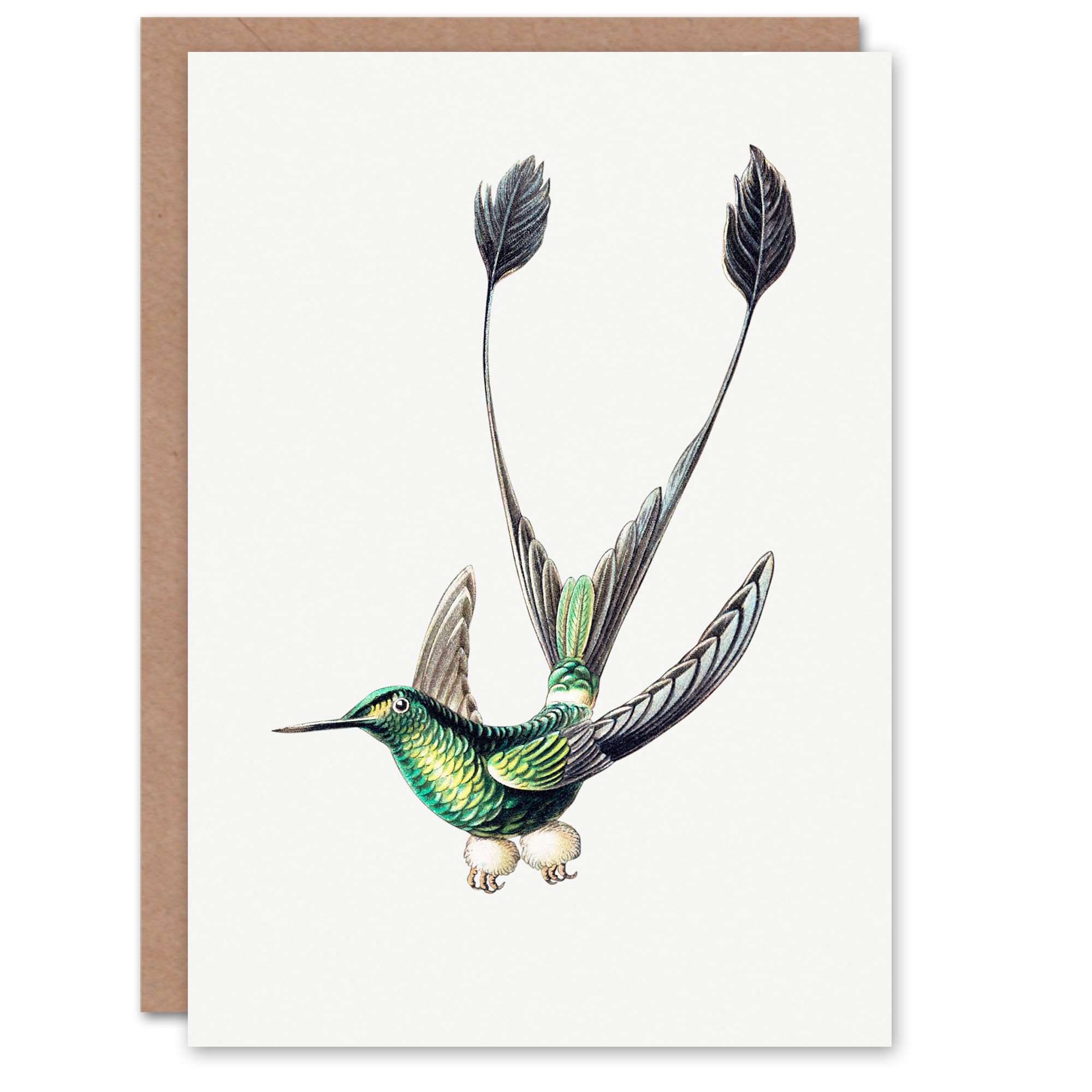 Artery8 Ernst Haeckel Art Card Marvelous Spatuletail Hummingbird