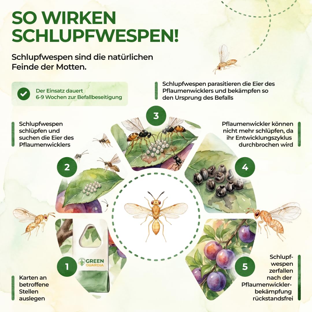 GREEN GUARDIA Schlupfwespen gegen Pflaumenwickler - 3 Karten à 3 Lieferungen - Effektive Bio-Bekämpfung gegen Pflaumenwickler, Alternative zuWicklerfalle, Spritzmitteln, Nematoden & Pheromonfallen