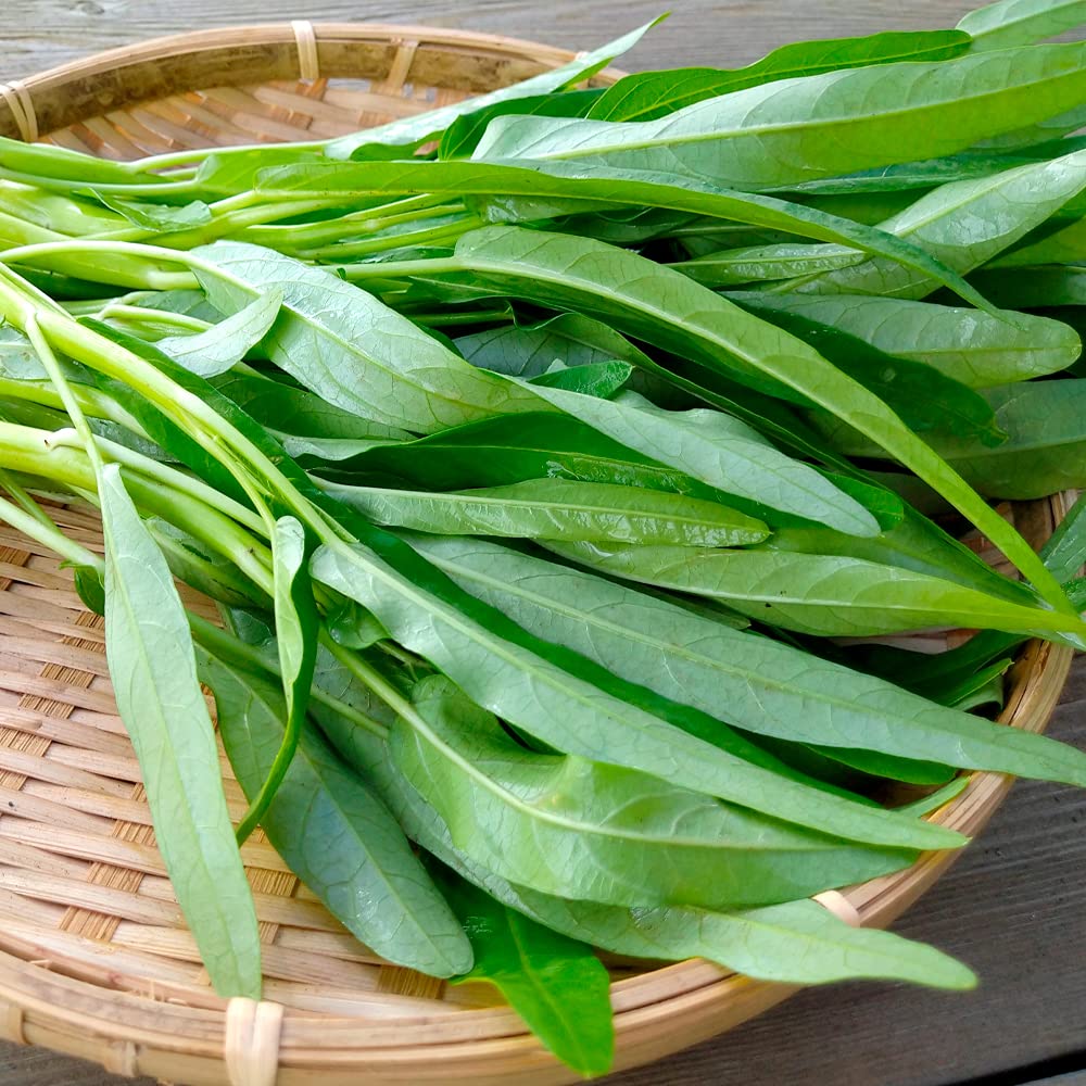 空芯菜の種　野菜 エンサイの種　1キロ　　無農薬 空芯菜の種 野菜 エンサイの種 1キロ 無農薬 自然栽培！『 空芯菜』1kg
