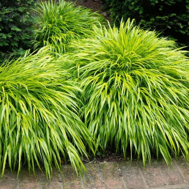 Yellow Japanese Grass Ornamental Grasses, Cold Hardy Grass Live Plant Clump Well-Rooted
