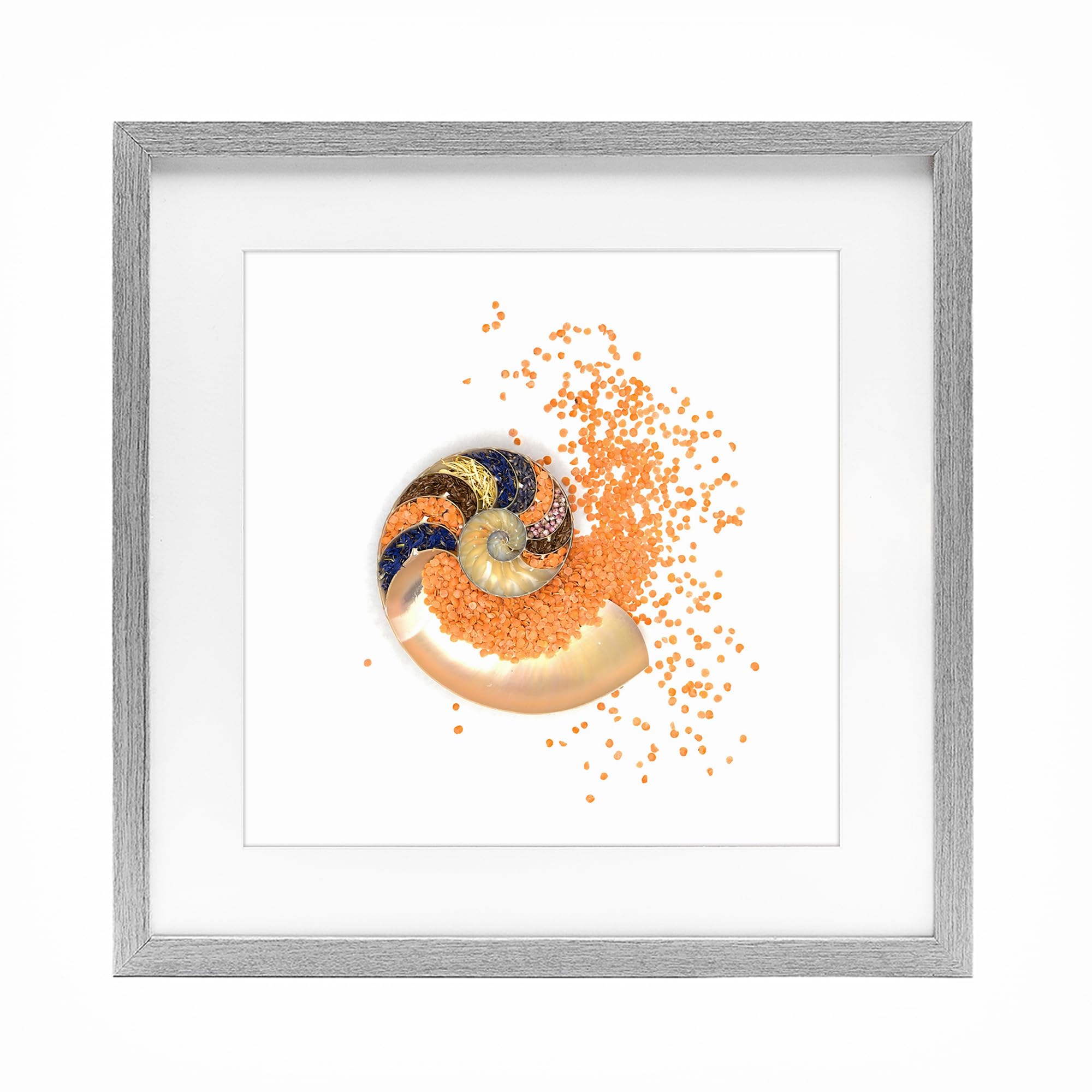 Stupell Industries Farmhouse Gray (Textured) Nautical Spiral Shell Coastal, 16 X 16 Inch Framed Print Under Glass