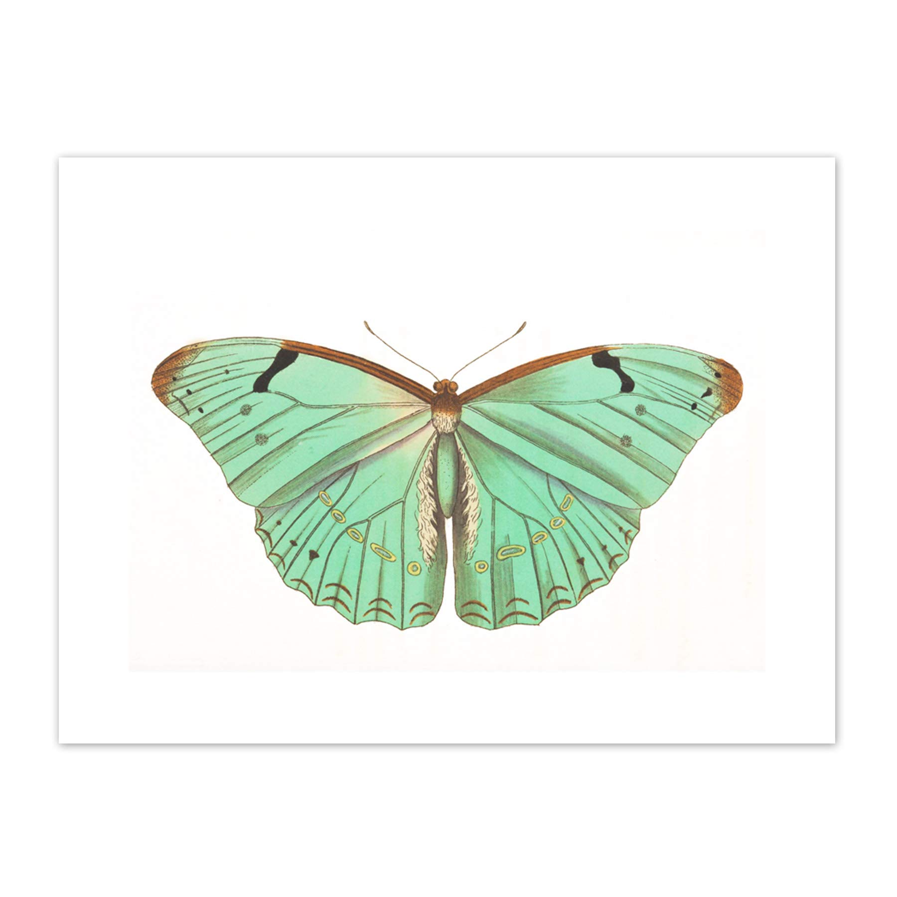 Wee Blue Coo Butterfly Turquoise Art Print Canvas Premium Wall Decor Poster