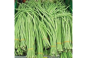 Snake Oriental Yard Long Asparagus Pole Bean Seed For Planting Green Noodle Beans Heirloom Non-Gmo