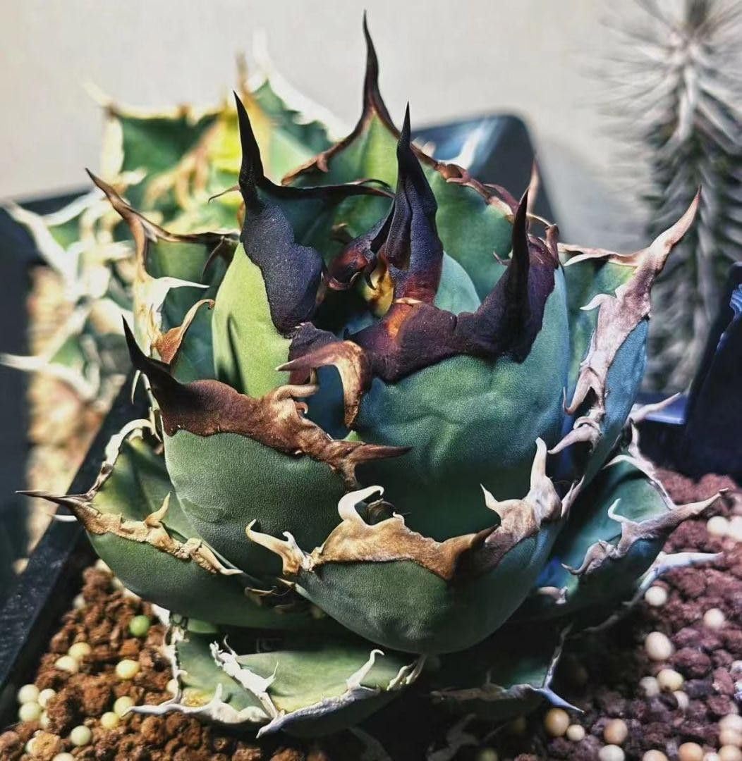 チタノタ ハデス アガベ | 多肉植物 3号 黒帝斯 : 011-3輝泊園3株