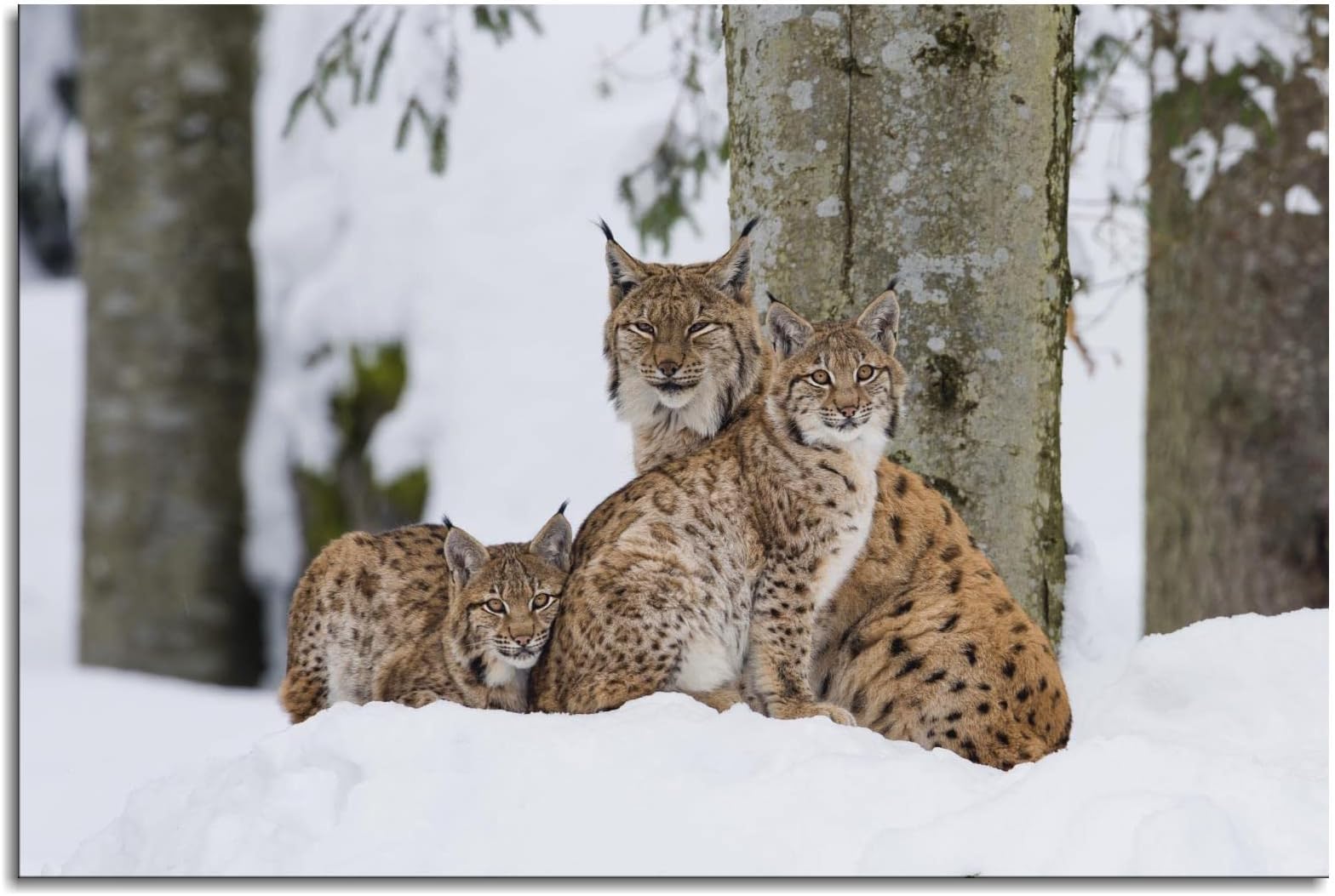 Lynx Canvas Prints Wall Art Pictures Wall Decor Animal Posters Print, Modern Office Home Kids Room Wall Decor Painting Unframed36"x24"
