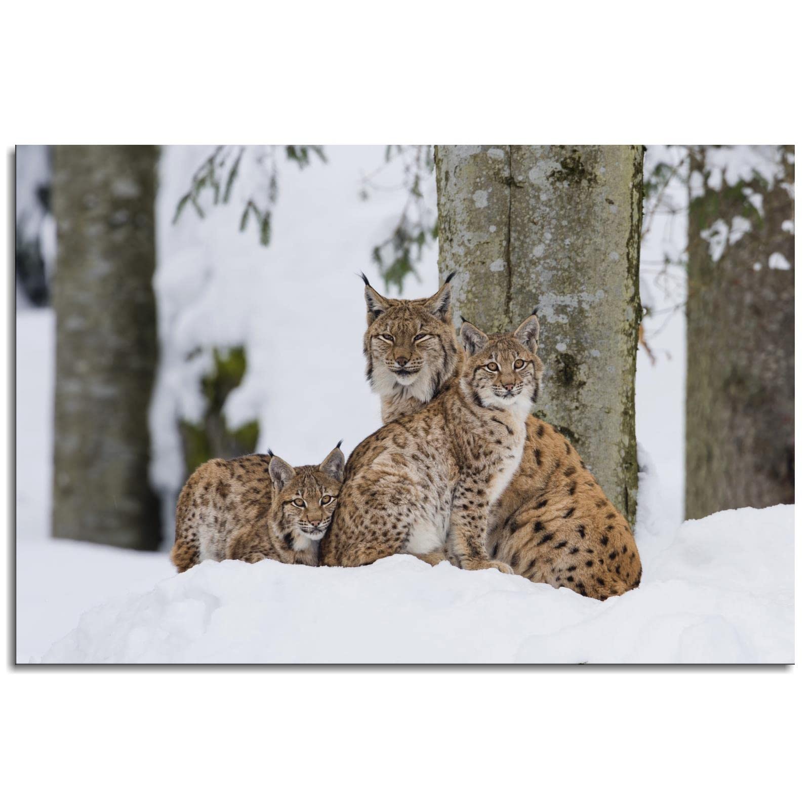 Lynx Canvas Prints Wall Art Pictures Wall Decor Animal Posters Print, Modern Office Home Kids Room Wall Decor Painting Unframed36"x24"