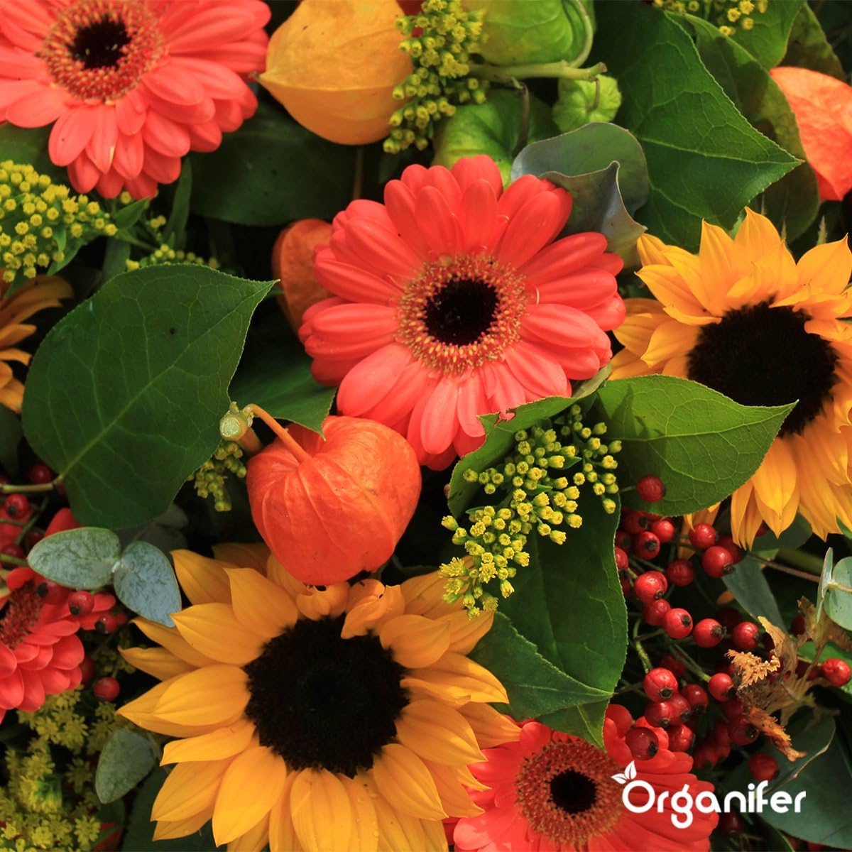 Fertilizante Líquido Para Girasol - 3x1L - NPK 3-4-3