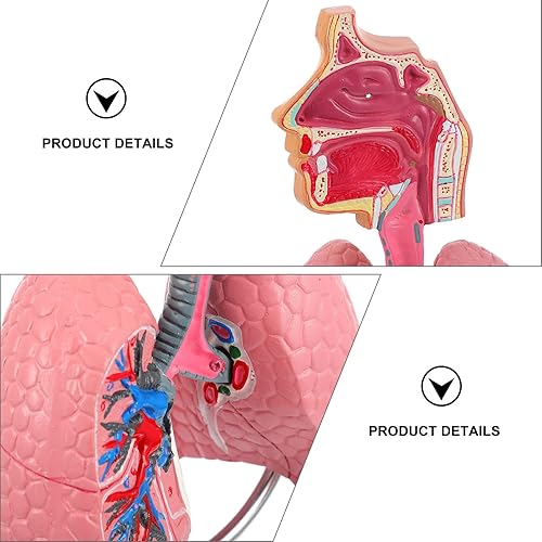Miniatura 3 de iplusmile Modelo de sistema respiratorio 4D, modelo de pulmón respiratorio de enseñanza con cabeza y pulmones, herramientas prácticas de estudio de