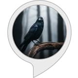 Arc Apps
