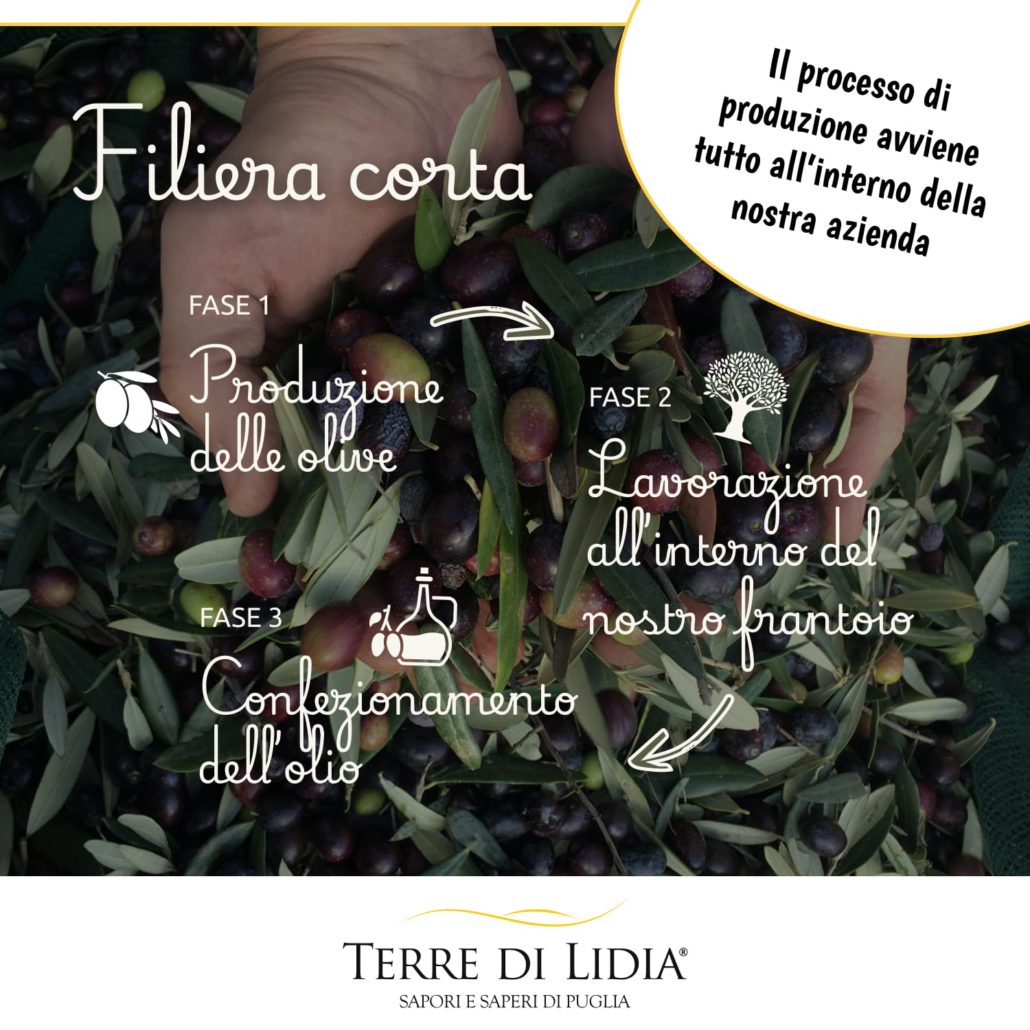 Terre di Lidia - Olio extravergine di oliva - 4 bottiglie in vetro da 0,50L (2L), 2 Varietà Coratina, Gusto Intenso + 2 Varietà Ogliarola, Gusto Delicato - 100% Italiano - Campagna 25/26