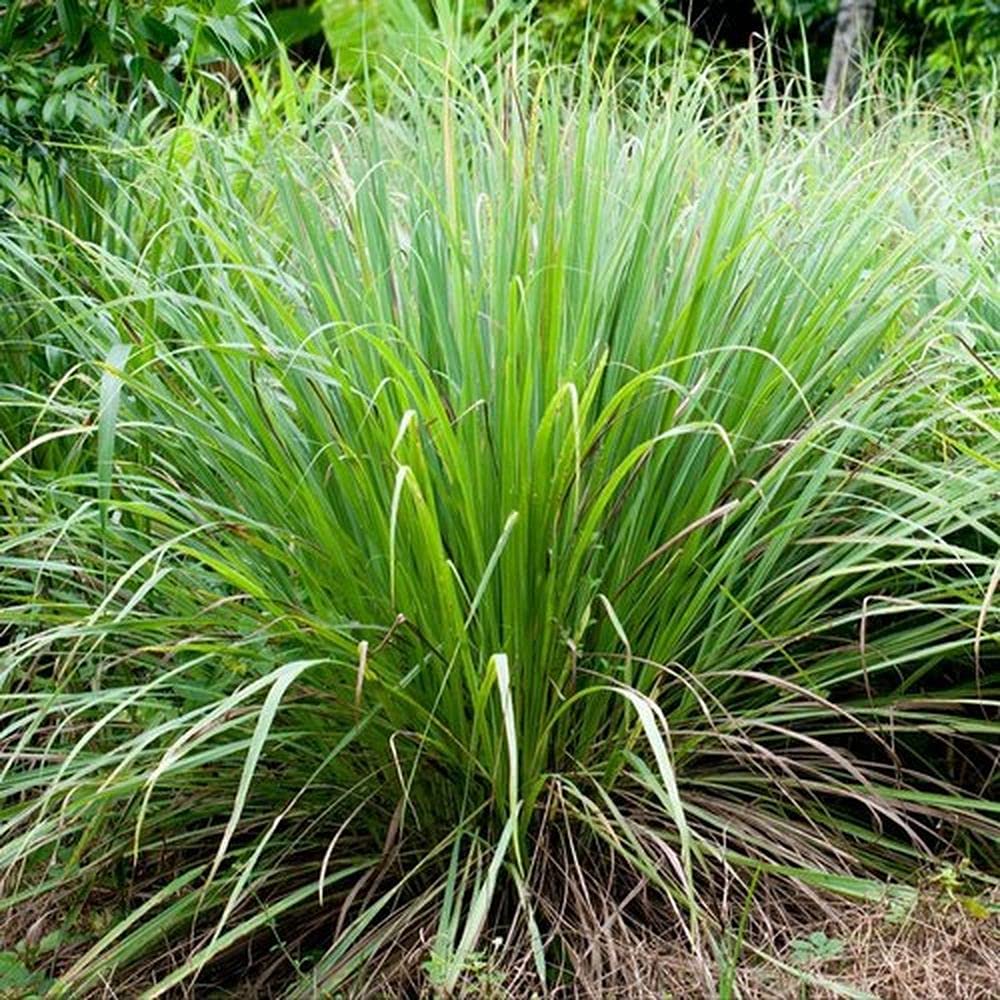 LIVE GREEN Lemongrass Herb Organic F1 Hybrid Vegetable Seeds for Home and Garden (B0995H2SPH) Amazon Price History, Amazon Price Tracker