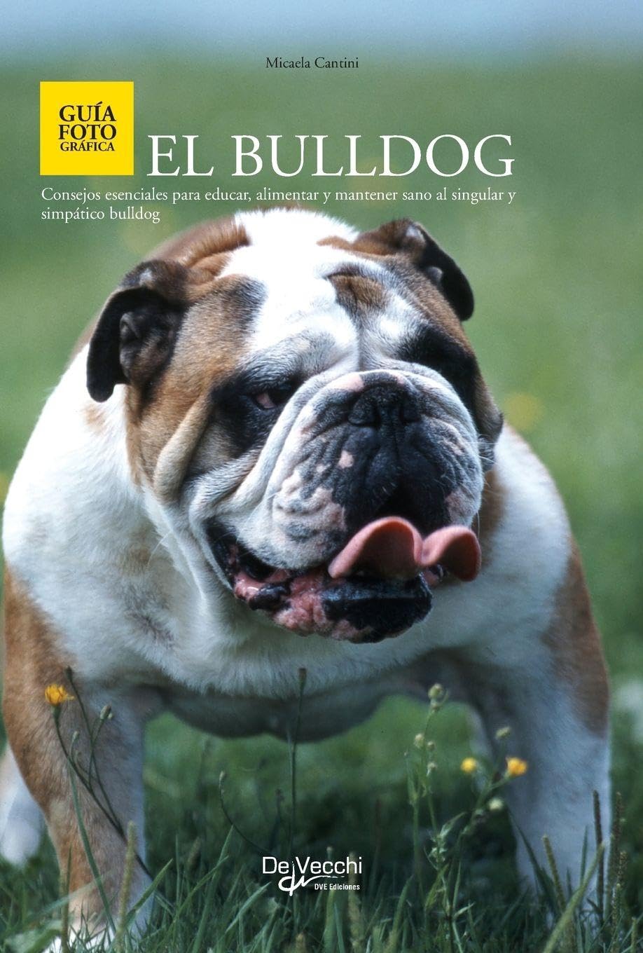 El bulldog: Consejos esenciales para educar, alimentar y mantener sano al singular y simpático bulldog