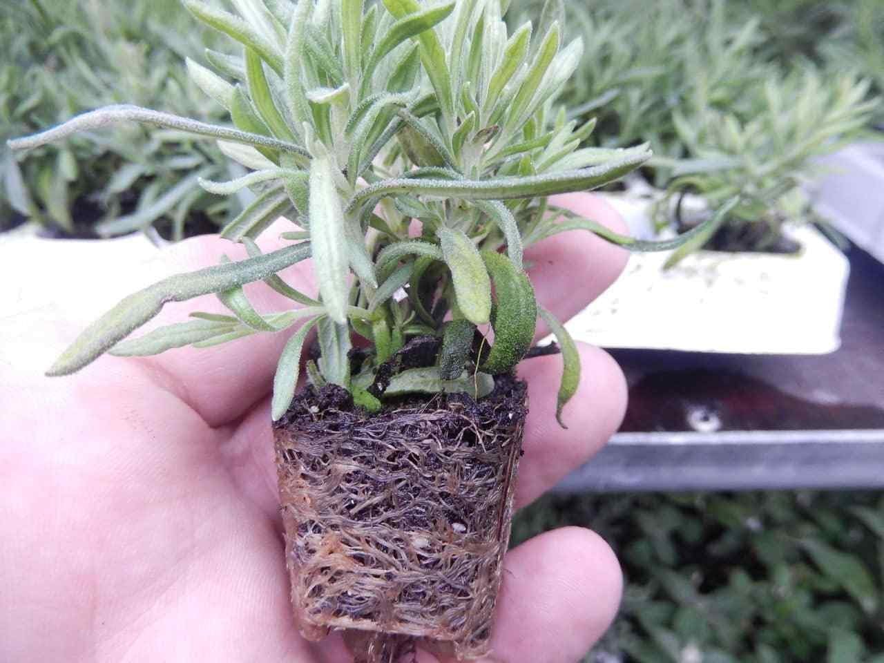 LAVENDER HIDCOTE 6 Jumbo PLUG PLANTS By Leegillard Amazon.co.uk Garden