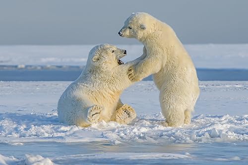 Miniatura 8 de Fahlo Pulsera de seguimiento de oso polar Rastrea el viaje de un oso polar real Apoya la conservación de la vida silvestre Elástica, talla única