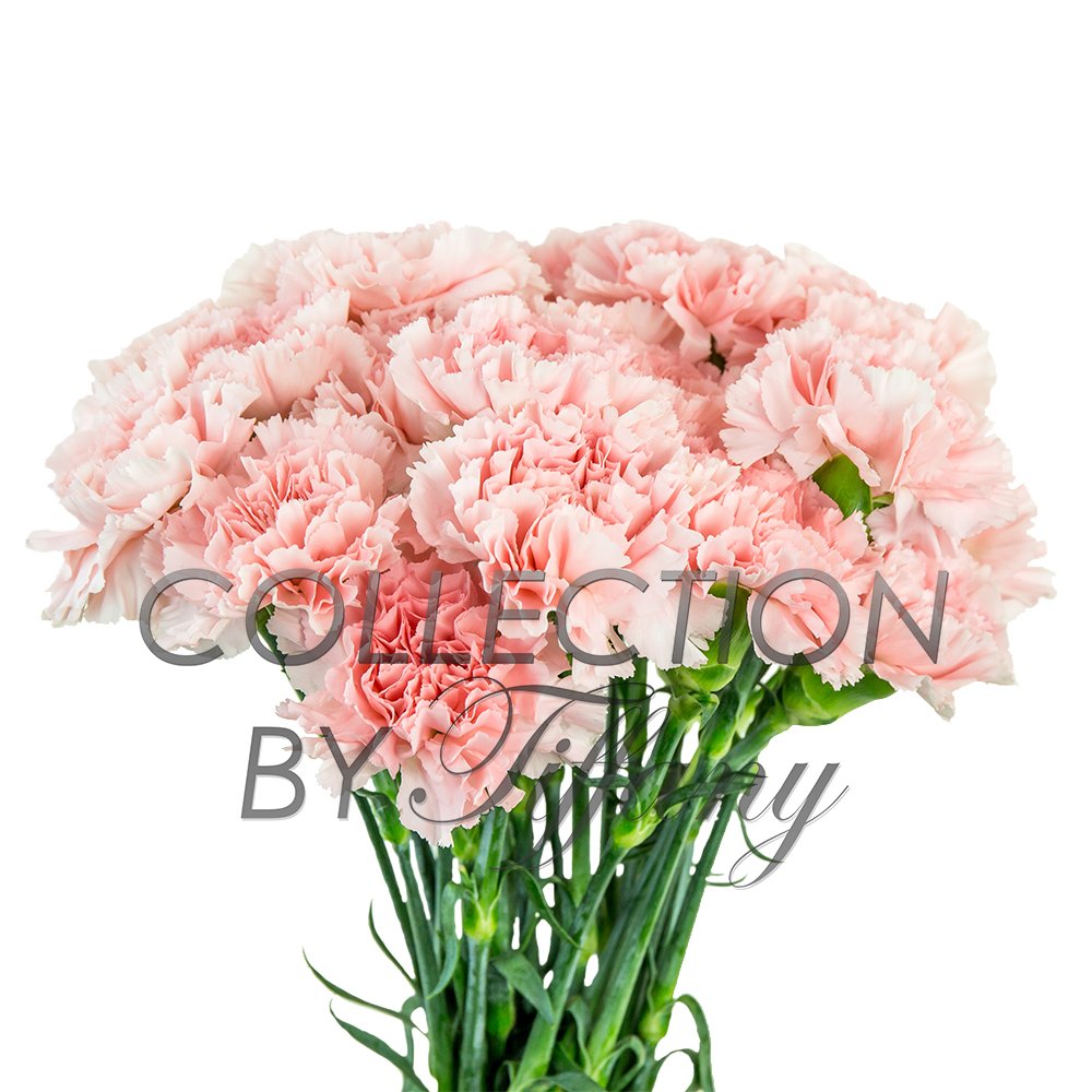 Amazon.com: Fresh Flowers Carnation for Garland l Floral