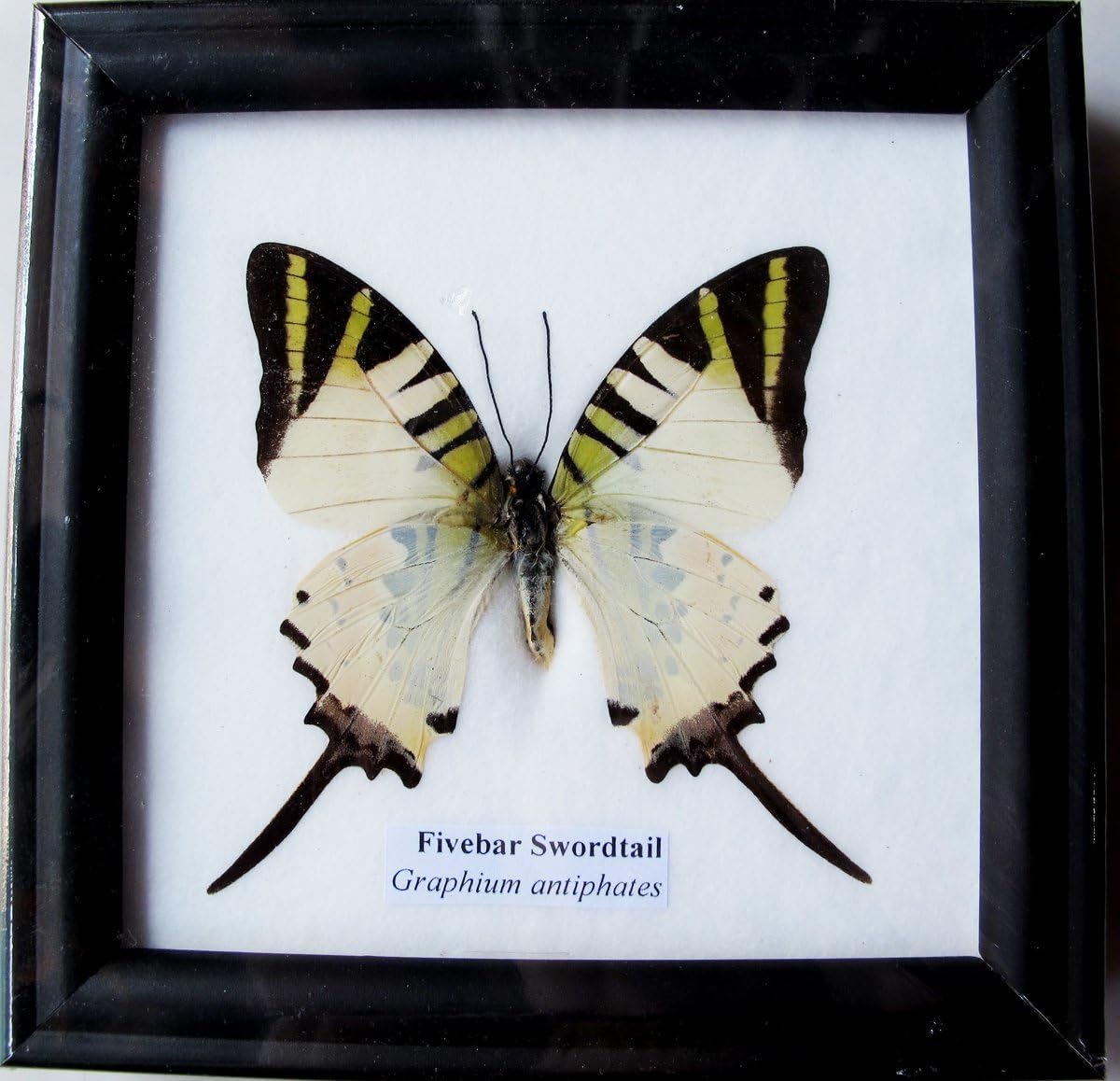 Framed Real Beautiful Fivebar Swordtail Butterfly Collection Gift Display Insect Taxidermy - BTF01J2