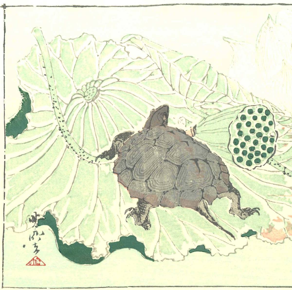 Amazon.co.jp: 河鍋暁斎 (1831-1889) 木版画 亀 没後120年記念 木版摺
