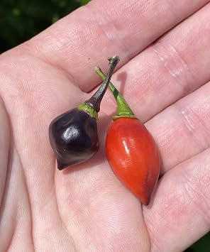 Purple Biquinho Chupetinho Heirloom Pepper Premium Seeds for Planting Packet