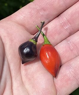 Purple Biquinho Chupetinho Heirloom Pepper Premium Seeds for Planting Packet