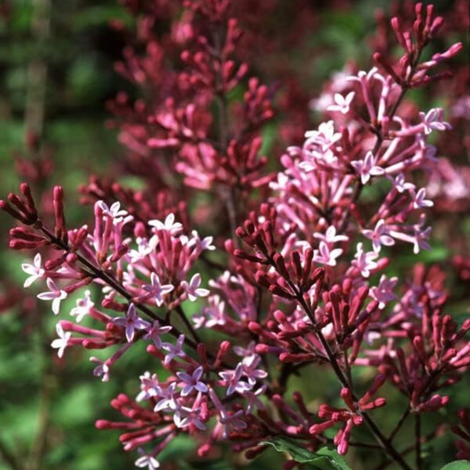 Carbeth Plants Syringa Red Pixie in 9cm Pot - Dwarf Korean Scented Lilac Bush - Flowering Ornamental Tree (1 Plant)