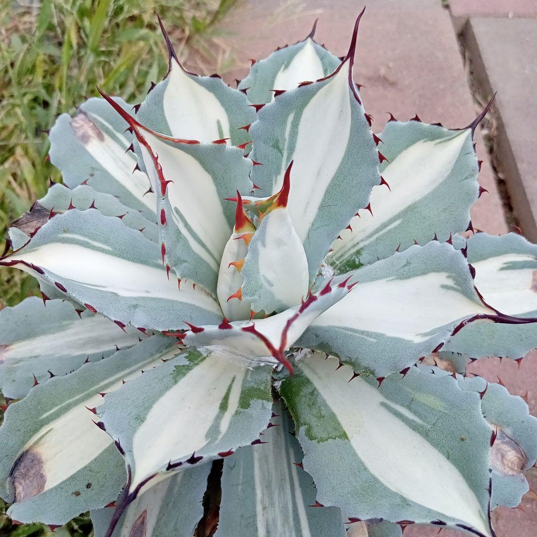Amazon.co.jp: 美種 本物 レア アガベ 吉祥冠錦 白中斑 大きめ