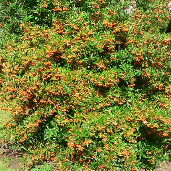 Agazzino 'Golden Charmer' 60–80 cm Vaso – Pyracantha 'Golden Charmer' – Bacche gialle decorative