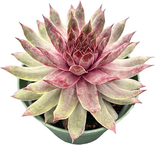 Miniatura 2 de Suculentas raras Aeonium 'Mbach' (4 pulgadas), plantas suculentas vivas completamente enraizadas en macetas, regalo único para recuerdos de boda,