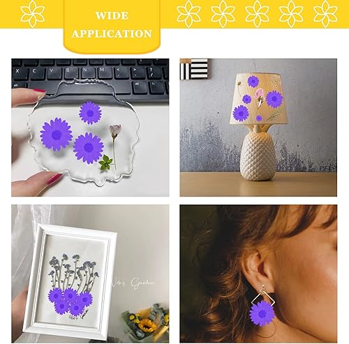 Miniatura 4 de Flores de margarita prensadas moradas para manualidades de resina, 60 flores secas naturales para manualidades de resina, joyería, bricolaje, funda