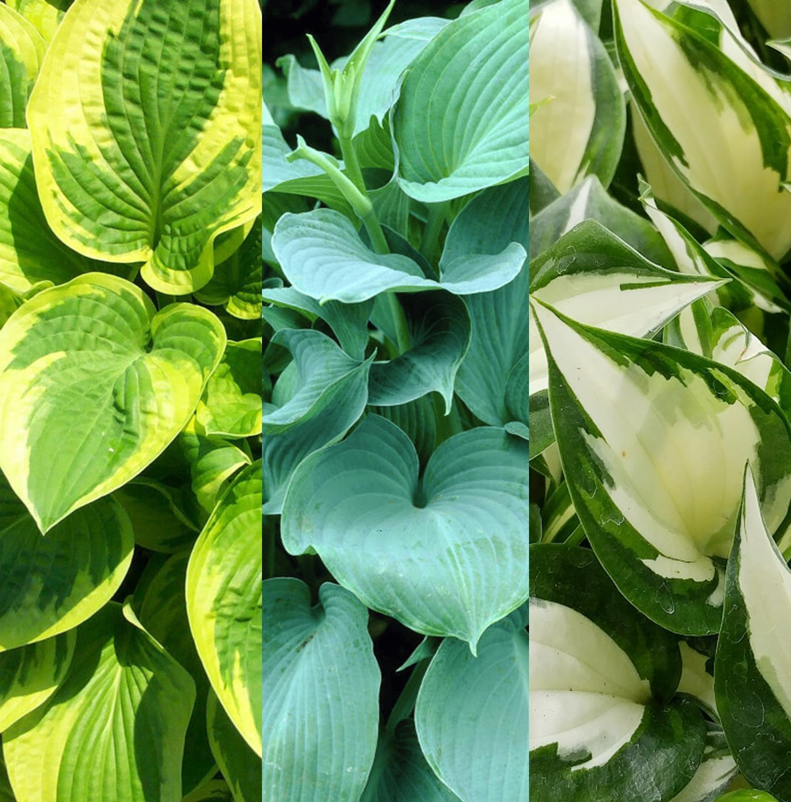 3 x Hosta Plant Mix in 9cm Pots | Hardy, Perennial Shade Garden Plants, Mixed Varieties with Lush Foliage, Ideal for Borders, Containers & Woodland Gardens