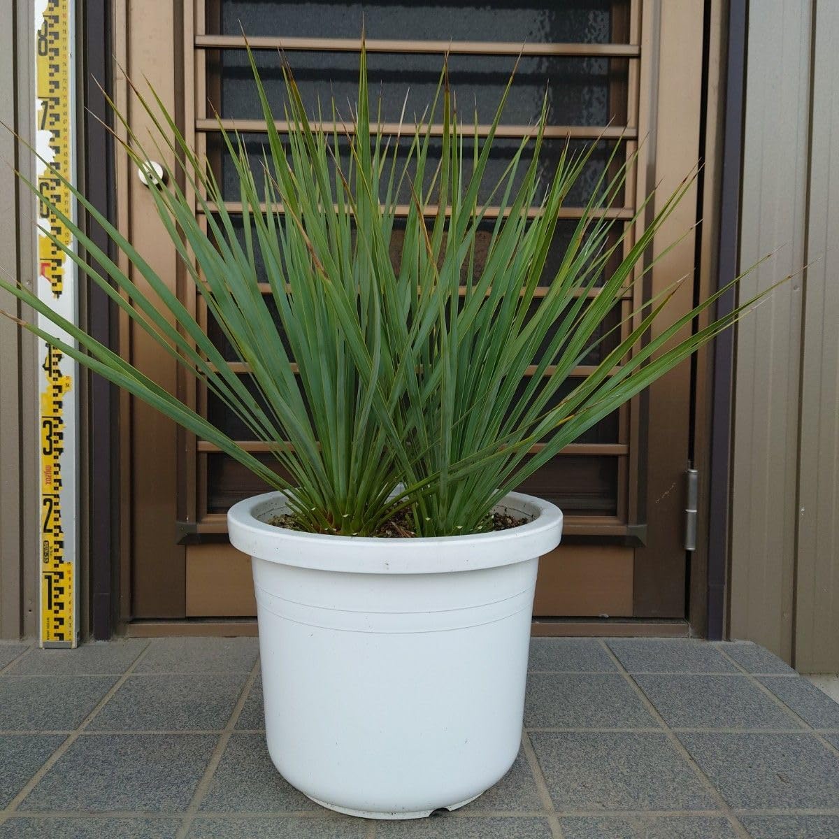 ぬ*ん様 ユーフォルビア ムランジーナ 3 ザ・ファームセレクト